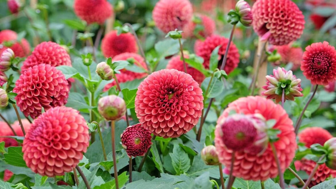 Gardening Expert Reveals 3 Companion Plants That Help Dahlias Thrive Gardening Expert Reveals 3 Companion Plants That Help Dahlias Thrive