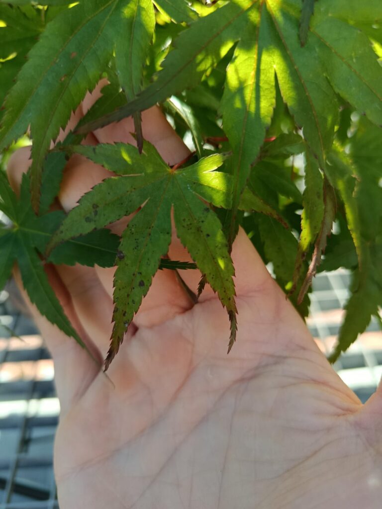 Fungal infection?