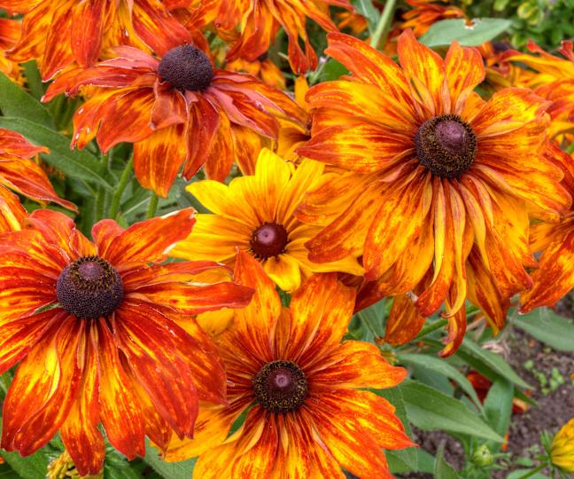 Sneezeweed (Helenium autumnale) 
