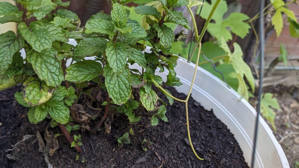 I thought it was hard to kill mint I thought it was hard to kill mint
