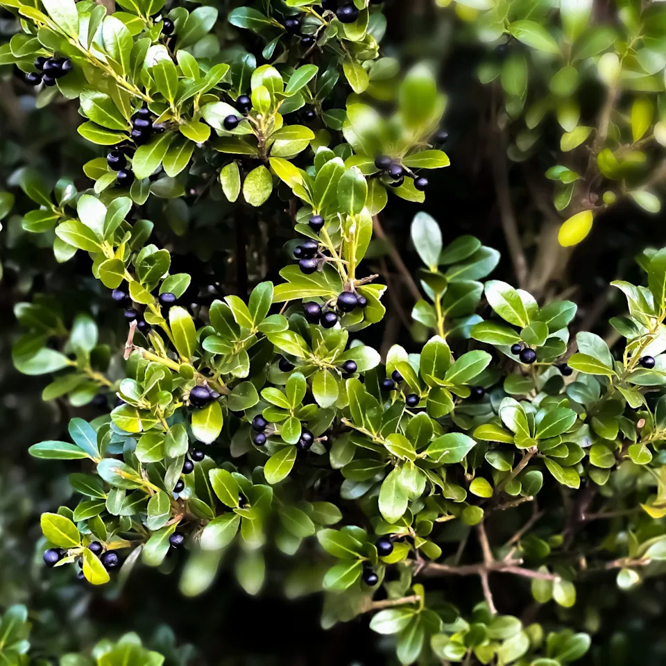 Ilex crenata (Japanese holly) hedging in a garden