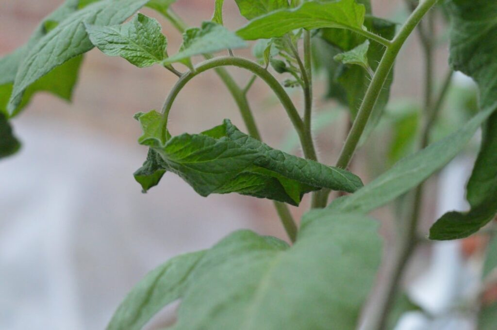 Strange behaviour in upper leaves of my tomato plants - First time grower