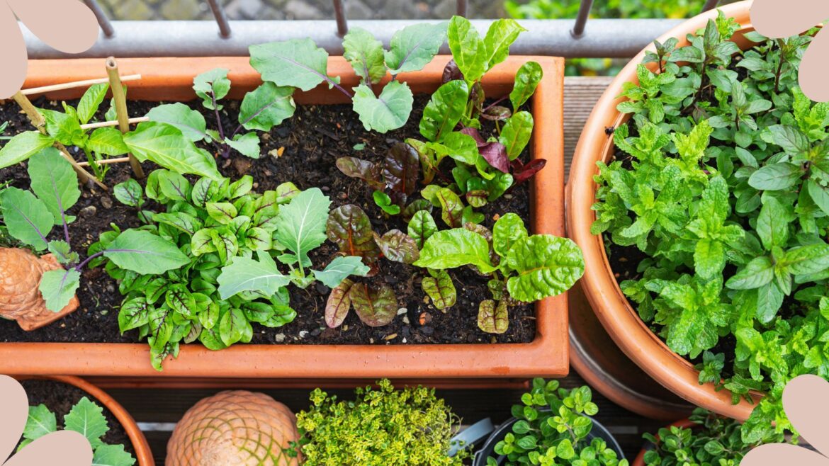 Garden experts share how to create a thriving balcony garden picture of small herb garden on balcony in urban area