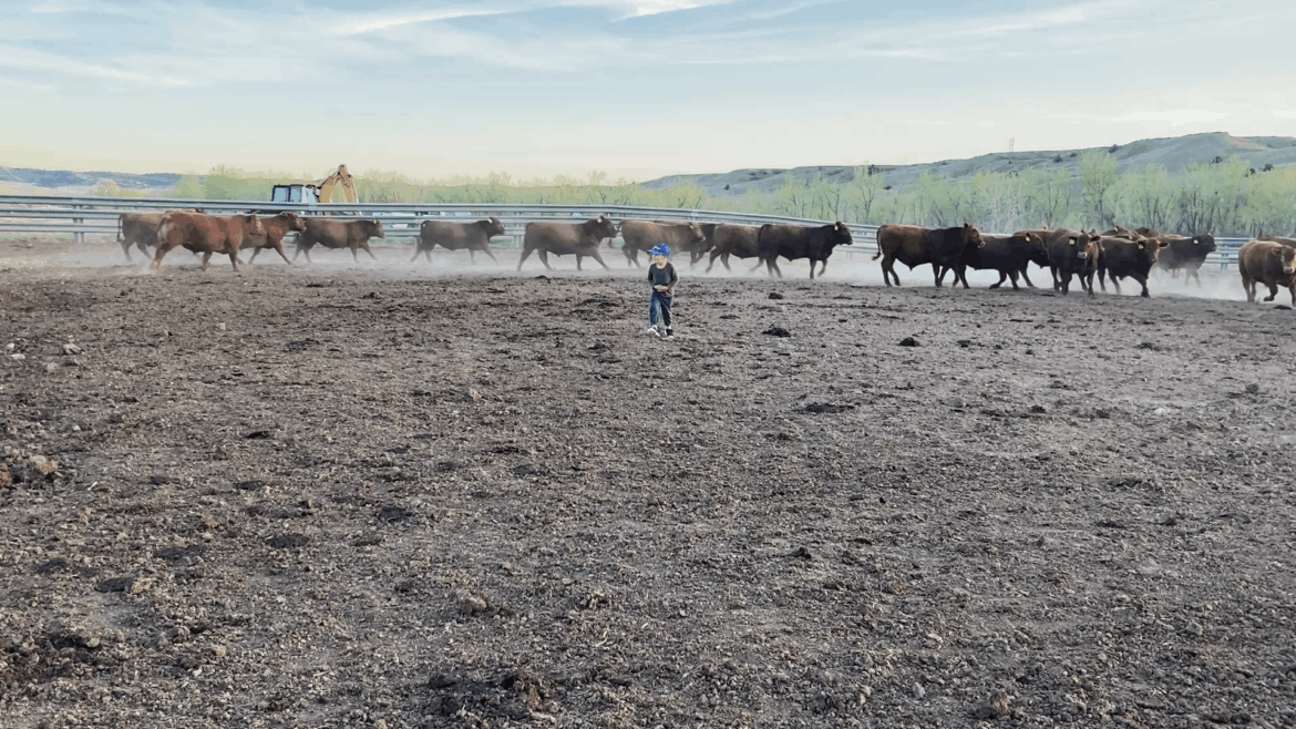 Walking through the bulls.