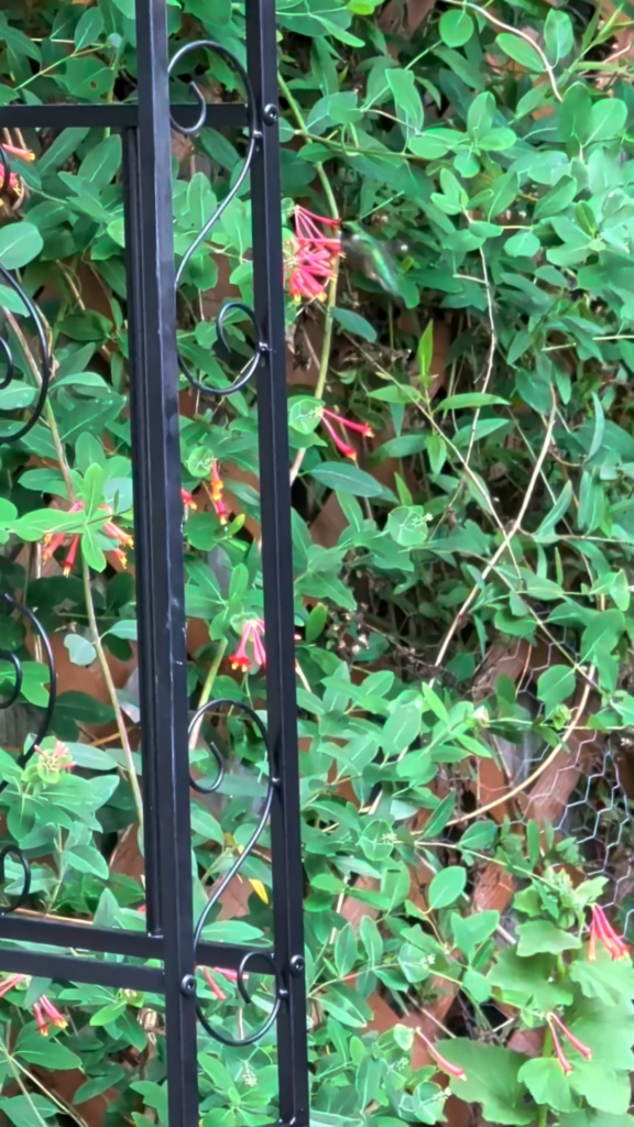 Hummingbird getting some drinks before dark