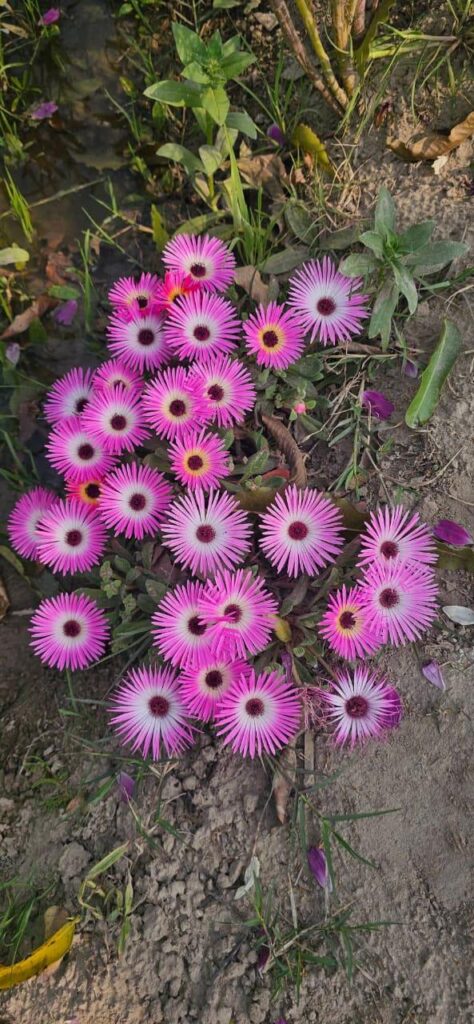 Tiny suns in shades of pink