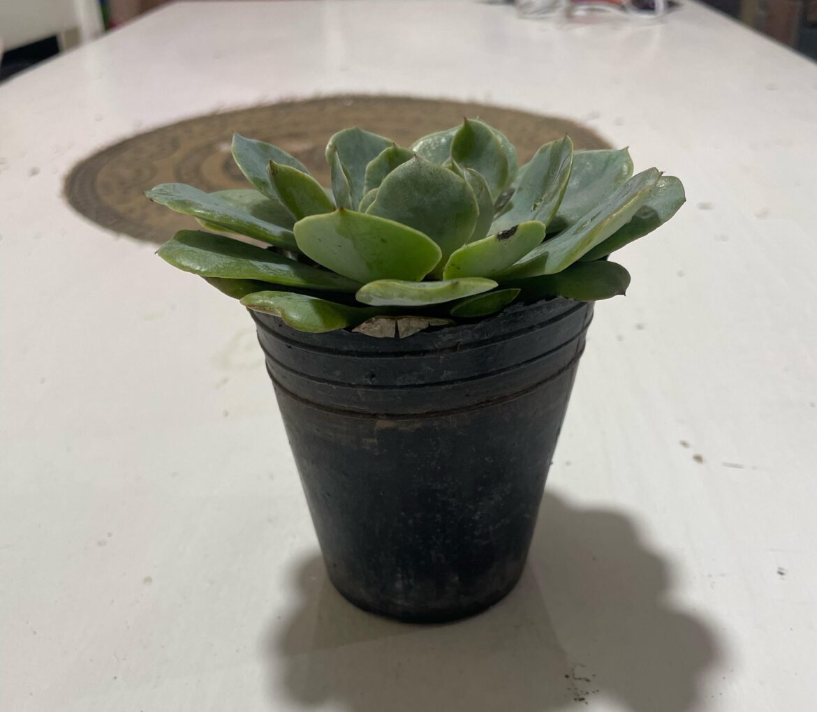 Do you think I should repot it?