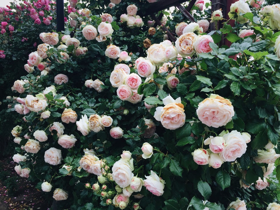Austin English Roses Bush white and pink english roses