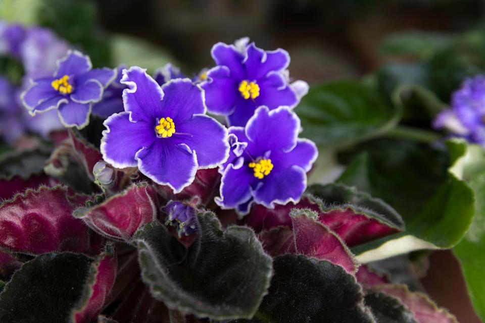 Saintpaulia (African violet) in a pot. Home flowers, hobby.