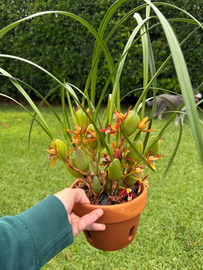 help identifying this oncidium