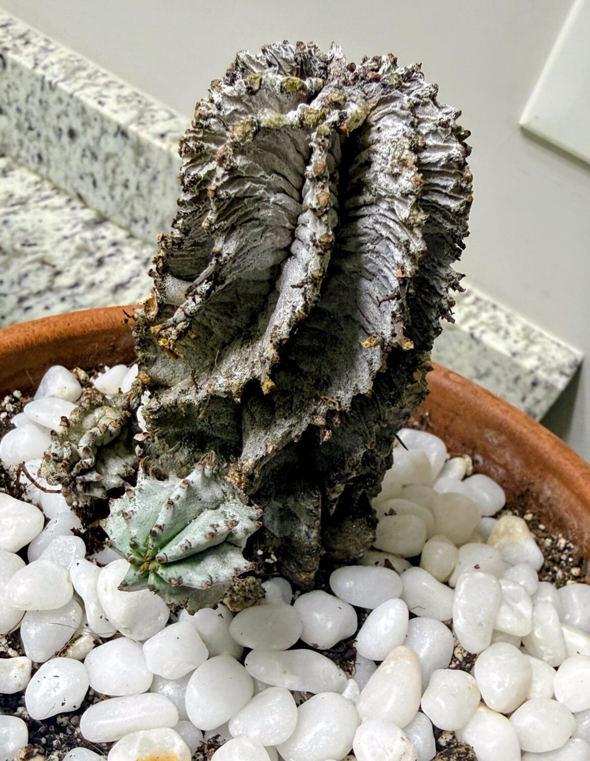 What’s going on with this horrida? What’s going on with this horrida?
