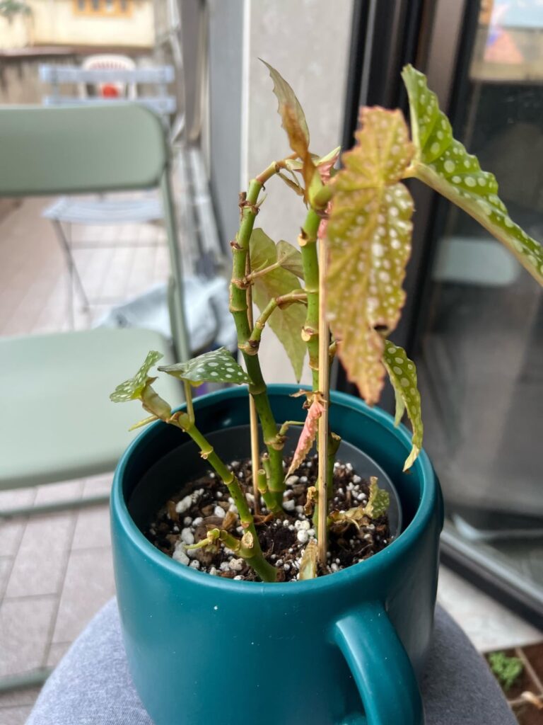 Help me with my begonia maculata double dot Help me with my begonia maculata double dot