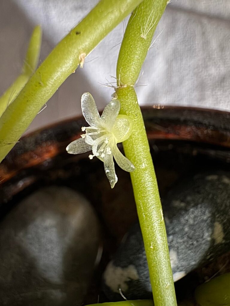 Surprise Flower! New stem? Surprise Flower! New stem?