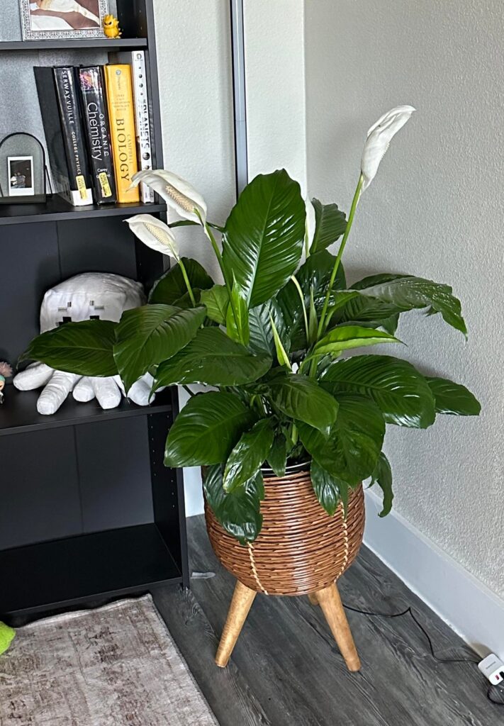Peace Lilly bloom!