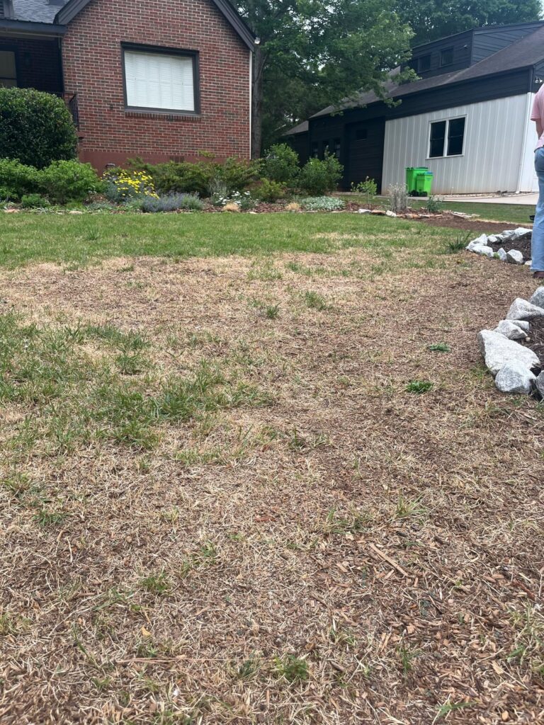 1yr Zoysia: What went wrong 1yr Zoysia: What went wrong