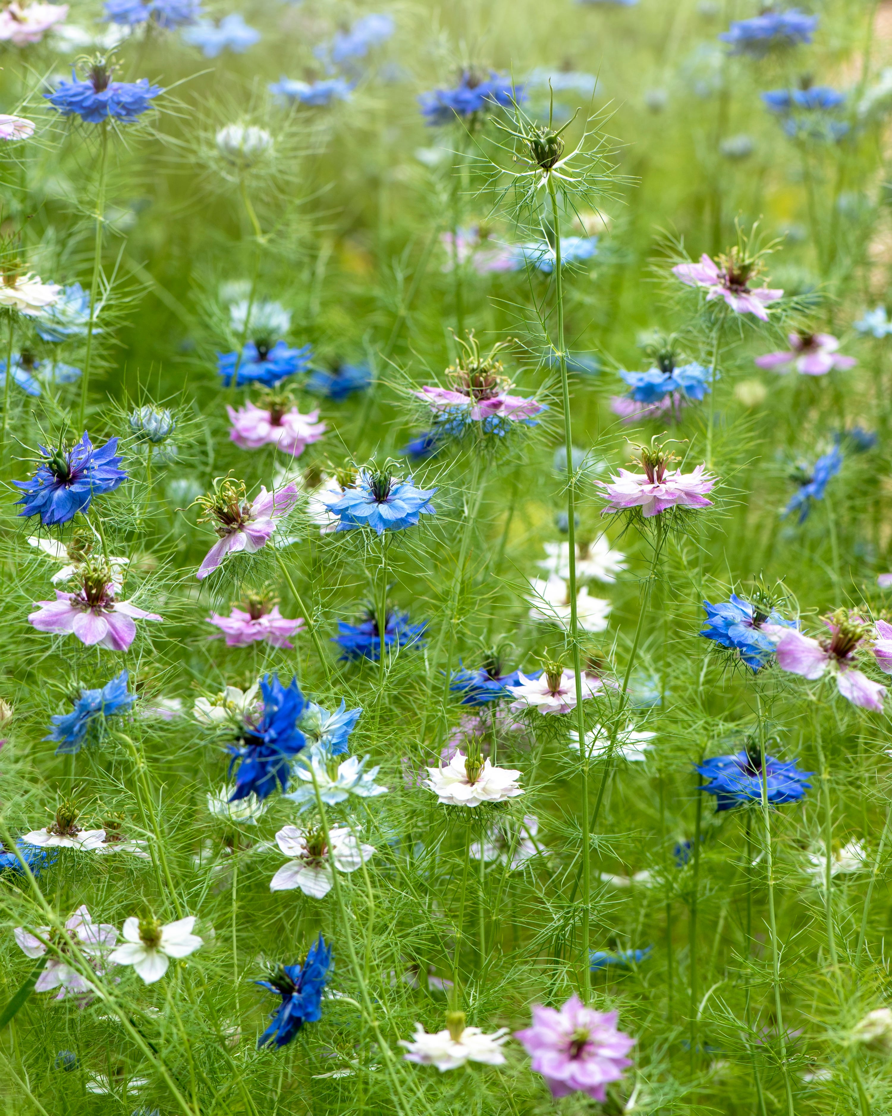 field of colorful wildflowers in various shades