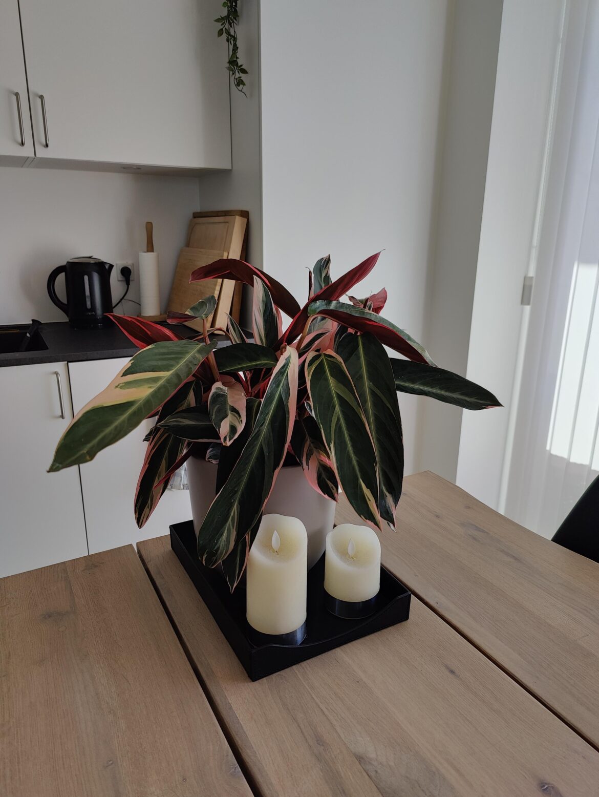 Does Calathea Triostars do guttation? Does Calathea Triostars do guttation?