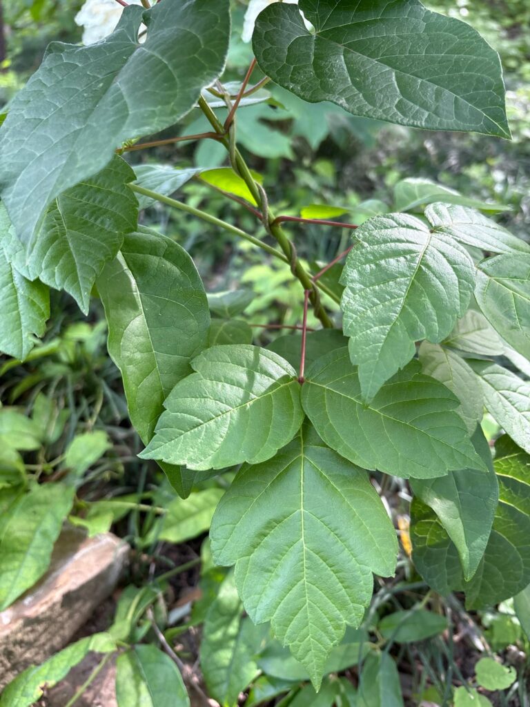 Poison Ivy or Box Elder? Dallas, Tx