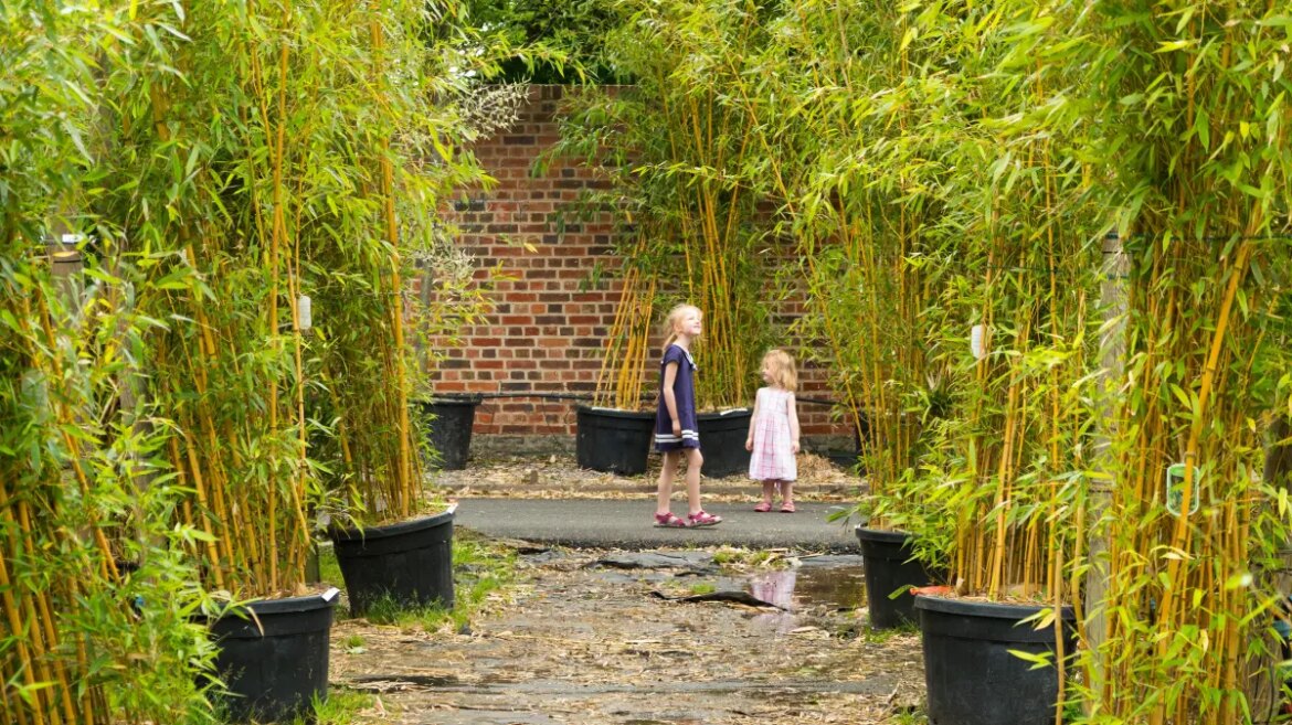 How to plant bamboo that won’t wreck your garden or annoy neighbours How to plant bamboo that won’t wreck your garden or annoy neighbours