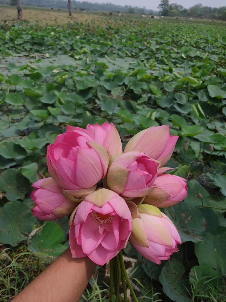 Recently visited Lotus pond