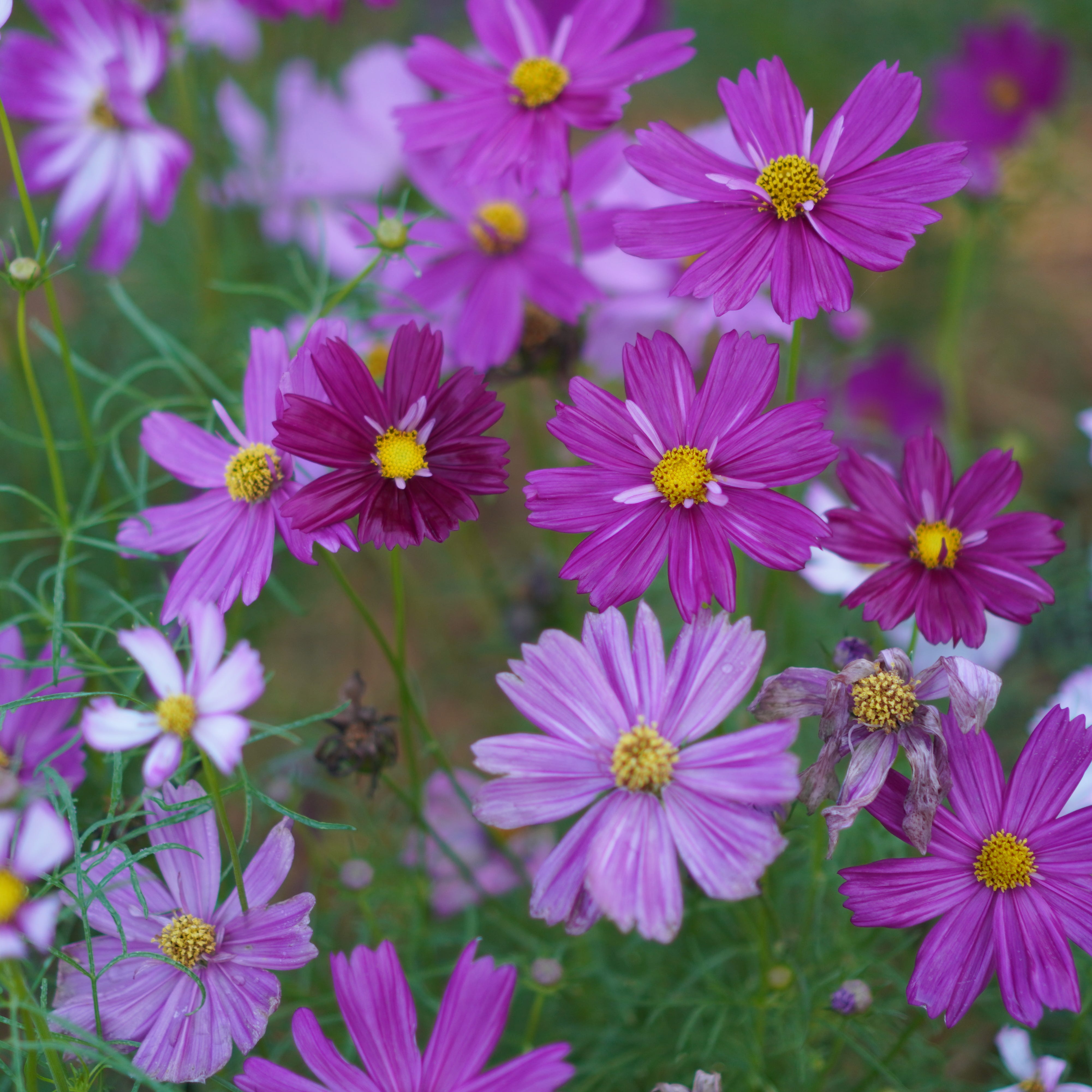 pink cosmos flower