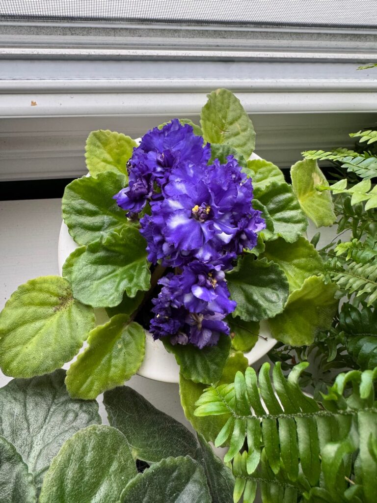 This Lowe’s violet was a good one!
