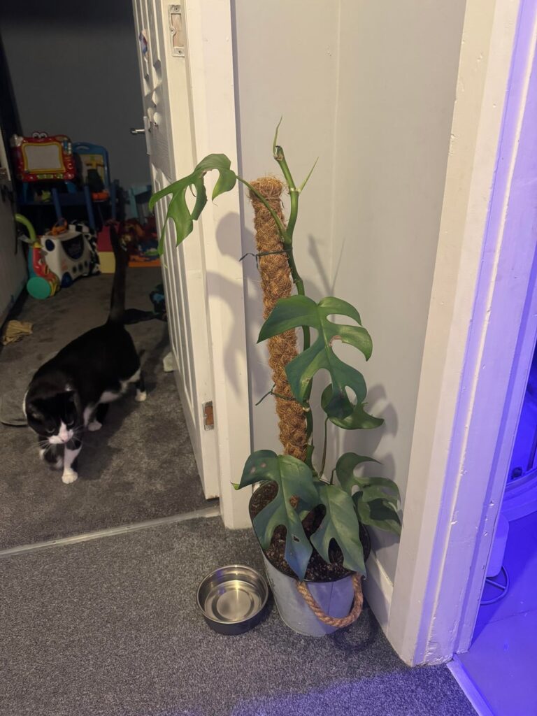 First time Monstera was owner. Garden centre rescue, 4 weeks apart