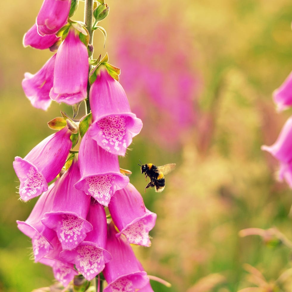 buzzing bee eyes up some pollen in flight