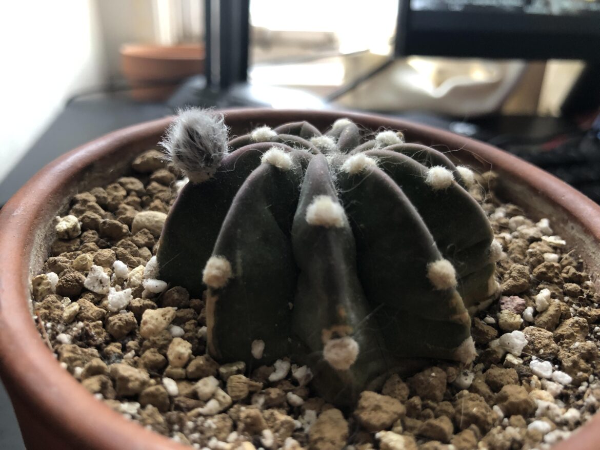 After 2 years of impulsively buying cacti, I got my first flower bud today.
