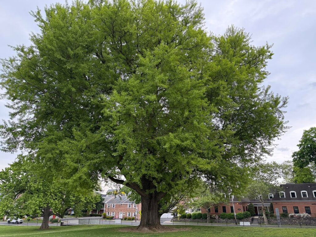 new record for biggest ginkgo biloba i've seen