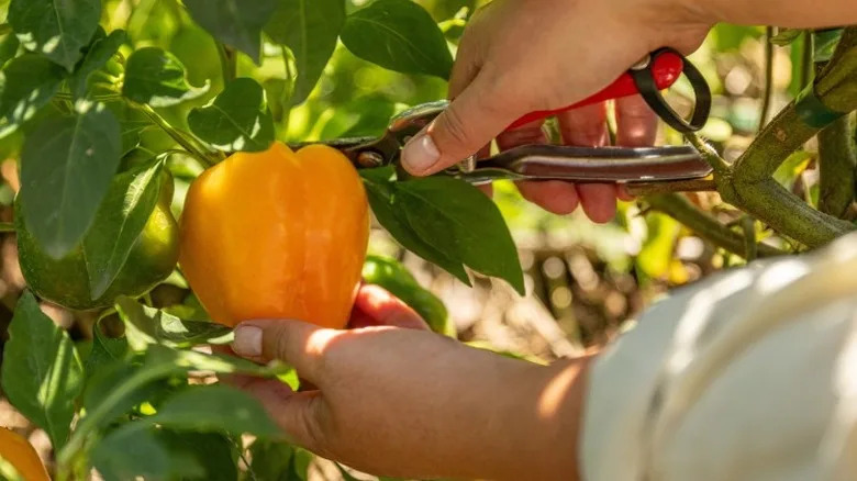 A gardener cutting a yellow bell pepper from its vine.