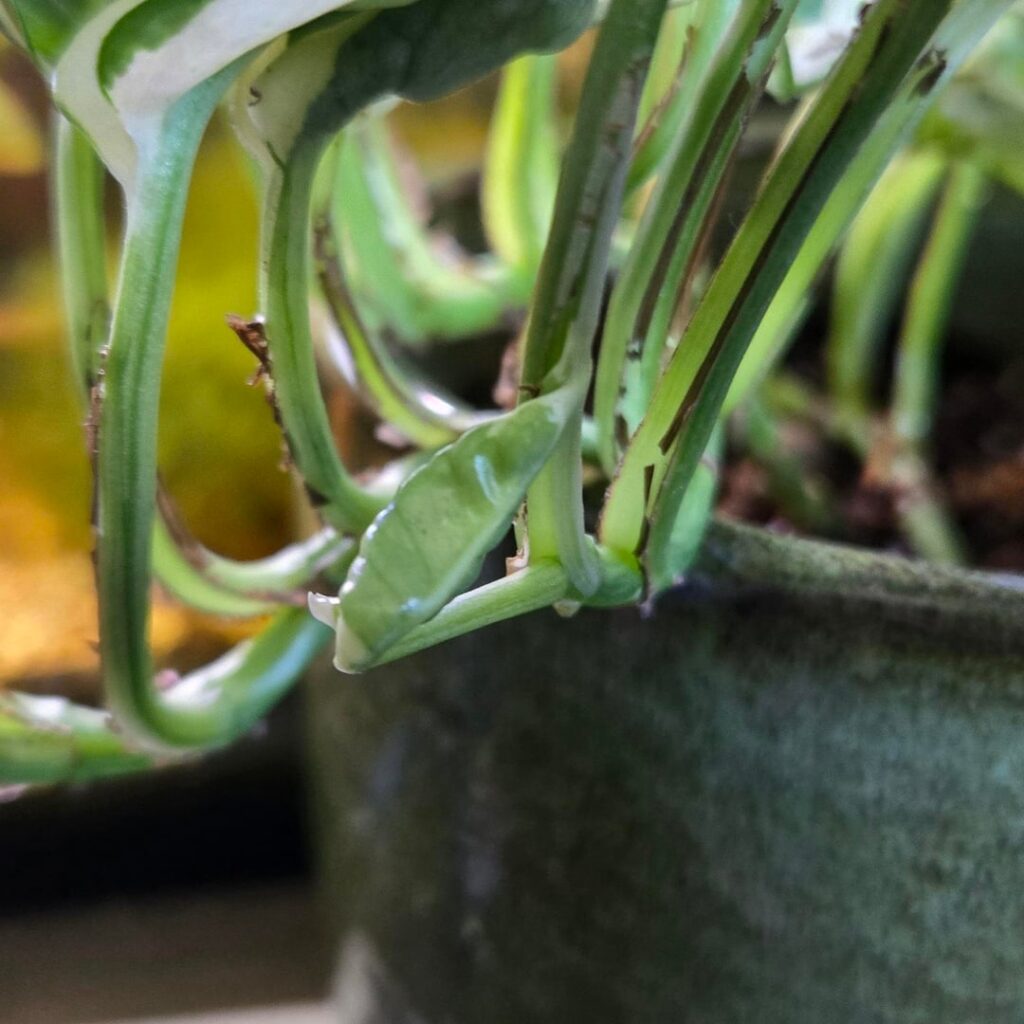 Tiny Baby Leaves 💕 Tiny Baby Leaves 💕