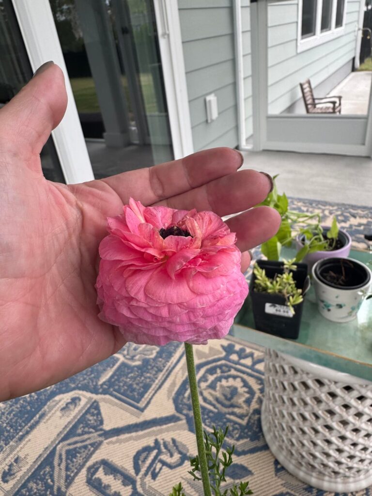 Anemone or Ranunculus?