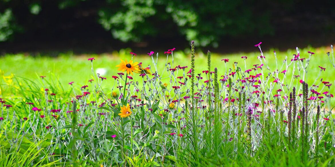 7 No-Grass Lawn Ideas That Are Surprisingly Low Maintenance 7 No-Grass Lawn Ideas That Are Surprisingly Low Maintenance