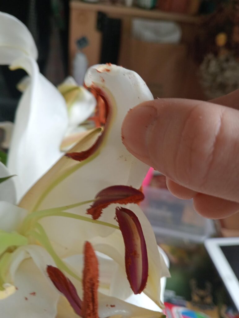 My sister's Lilly had it's anther fuse to the petal