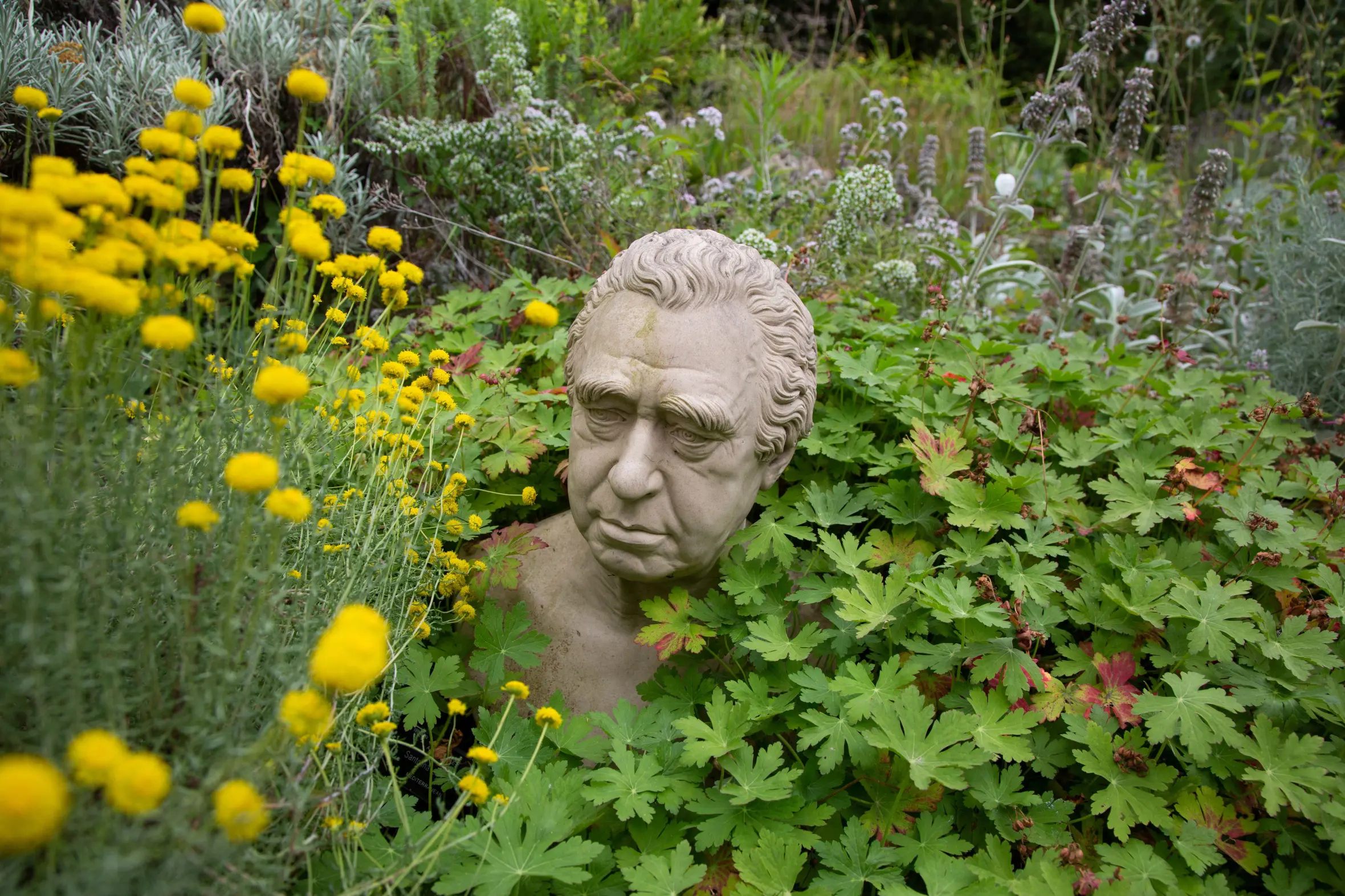 A stone bust of a man surrounded by green foliage and yellow flowers in a rock garden.