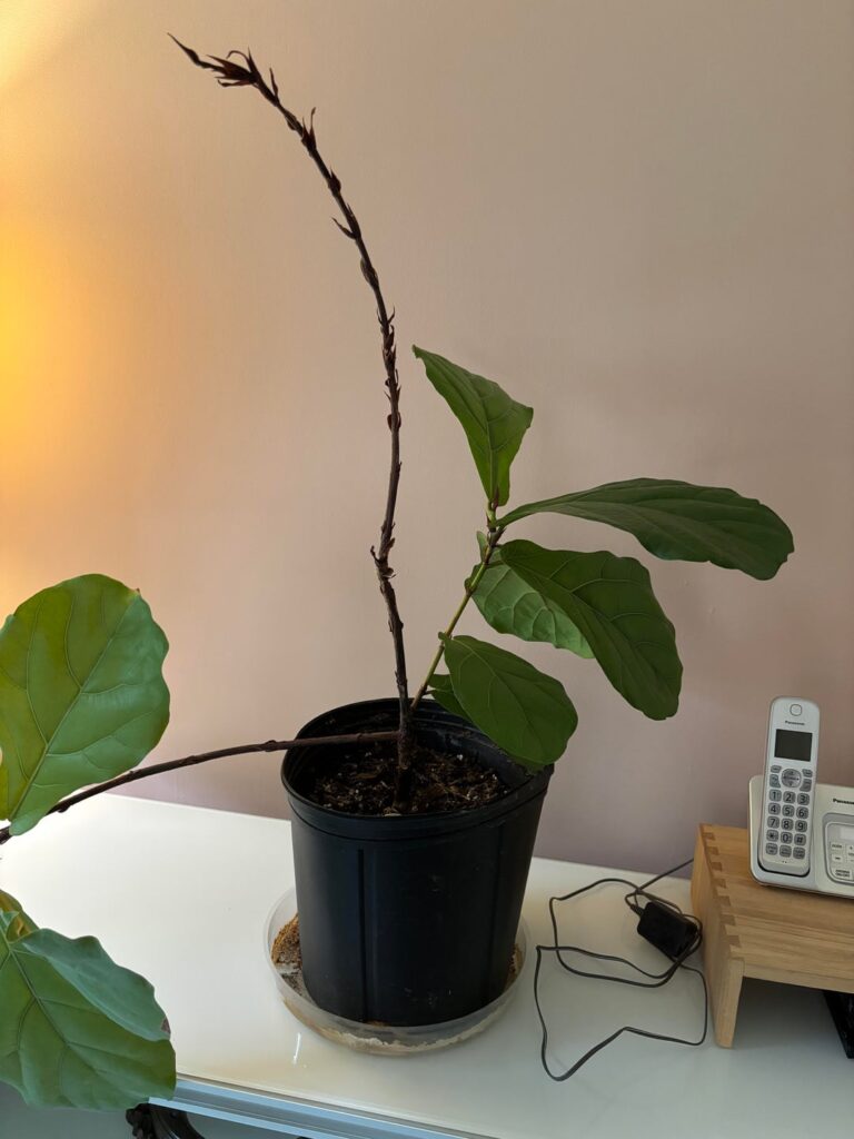 How do I help it?