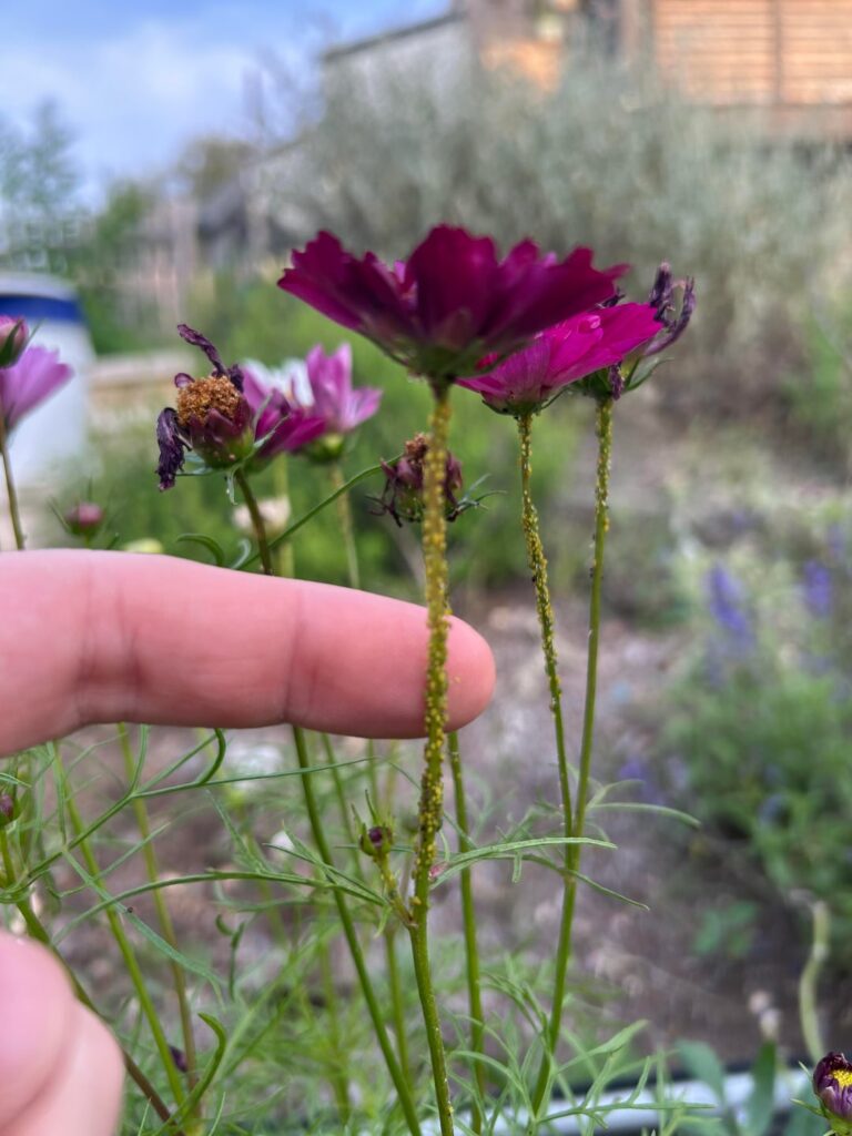 Aphids seem to prefer the cosmos over the bell peppers and cantaloupe