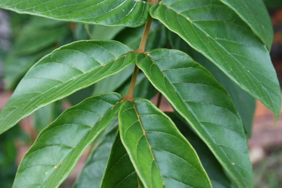 African tulip tree leaves.