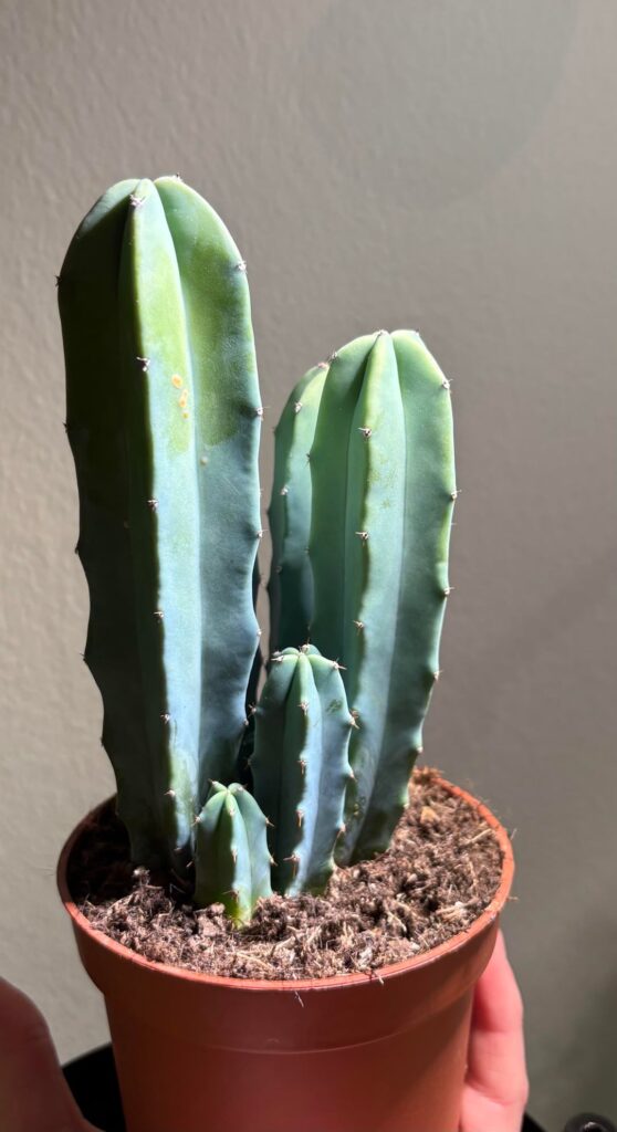 Should I repot?