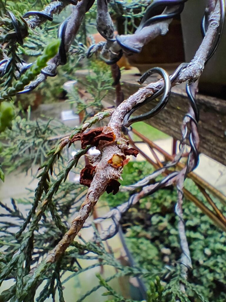 What is this fungus? On juniper