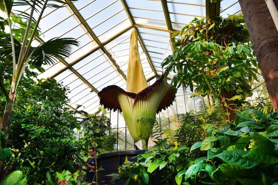 Among Flowering Plants, Thousands of Evolutionary Oddities at Risk of Extinction