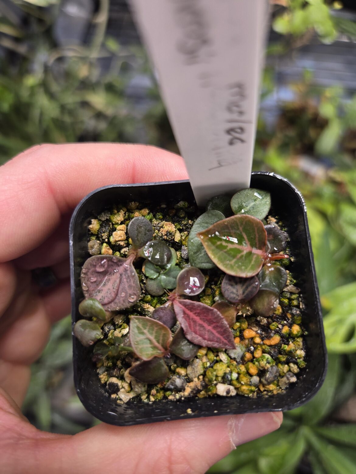 Some E. francoisii seedlings with awesome genetics! Approx 1.5 months from seed.