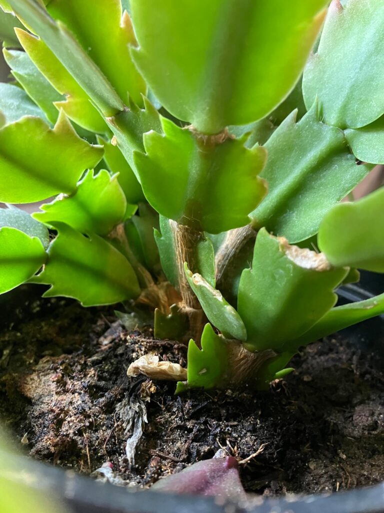 What’s wrong with my Christmas Cactus? What’s wrong with my Christmas Cactus?