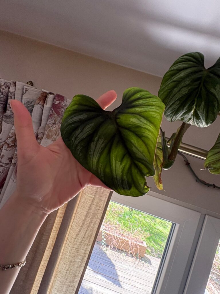 help needed! what is this plant? help needed! what is this plant?