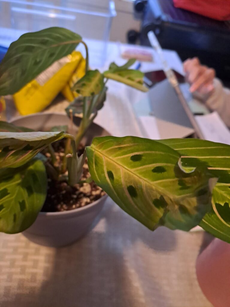 How to help this plant?