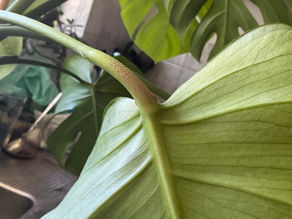 SOS is this a bug?? SOS is this a bug??
