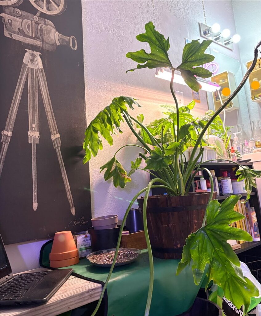 New Philodendron Owner Questions!