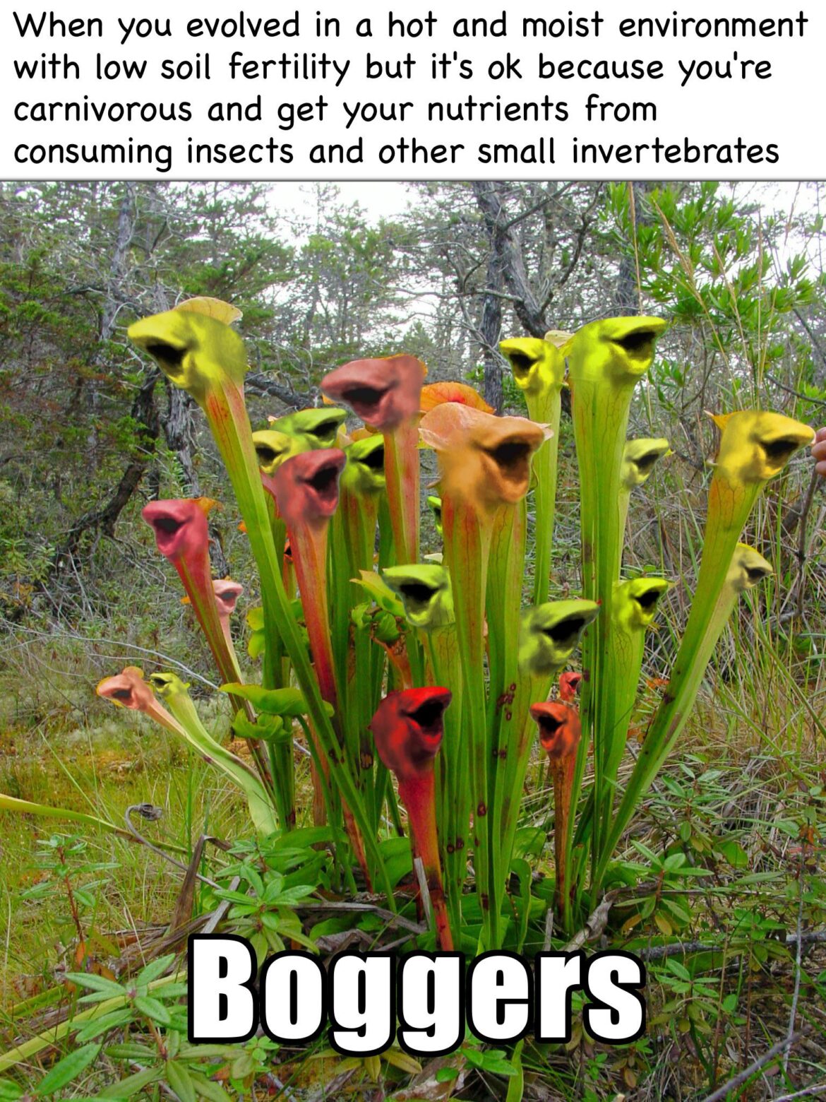Pitcher Plant? I barely know 'er plant!