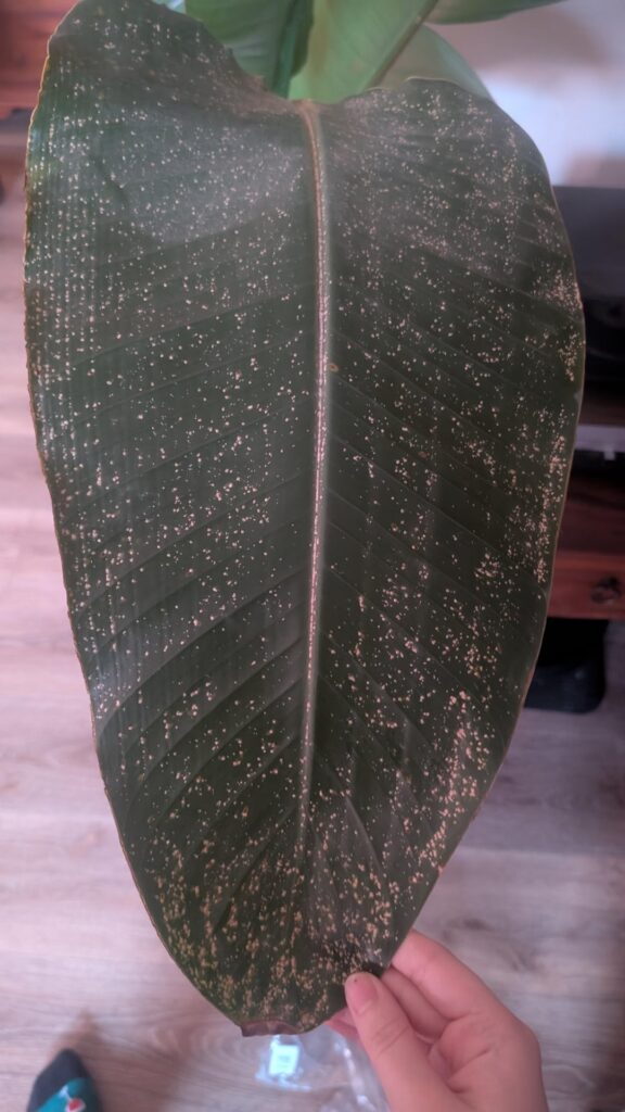 Is this scale?